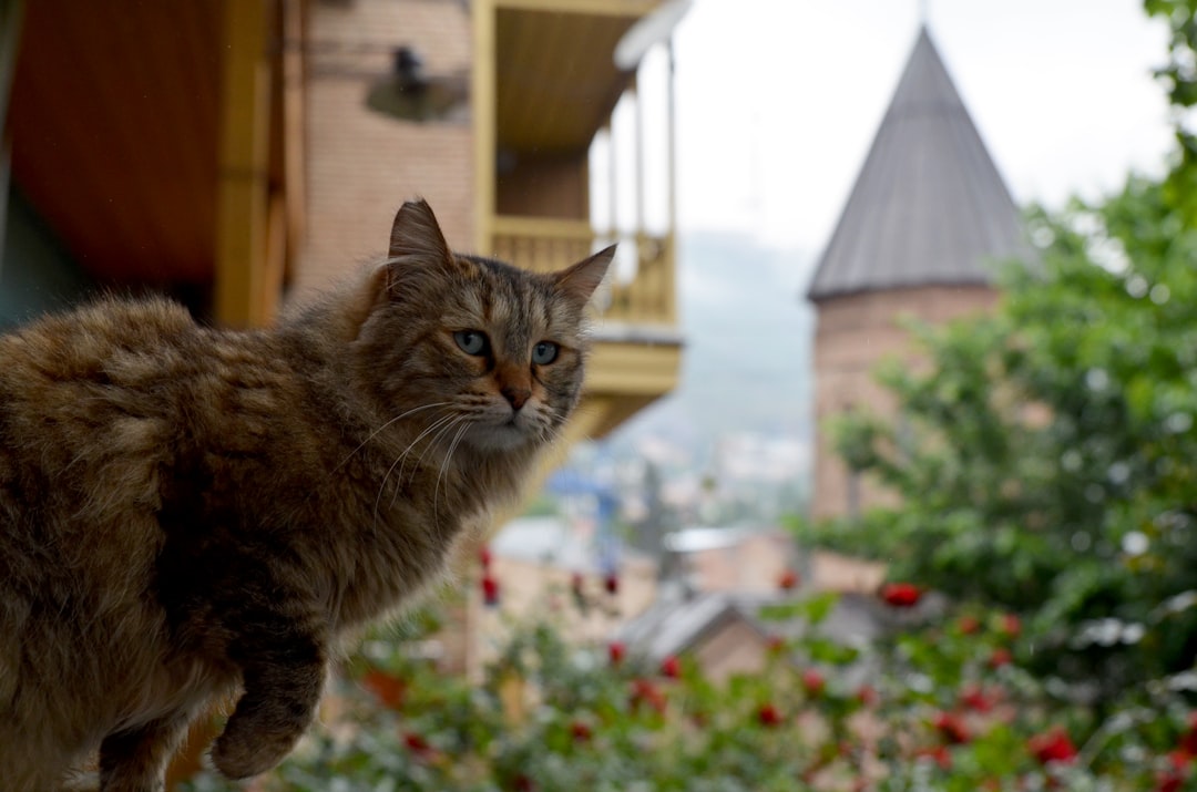 Tbilisi